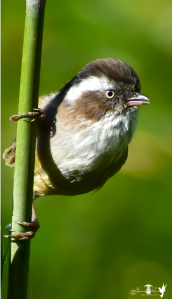 White Browed Fulvetta